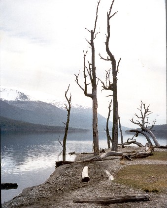 ARBOLES PELADOS.jpg